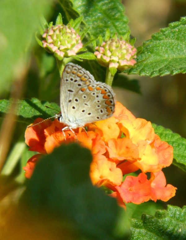 Polyommatus celina...o tutt''altro?